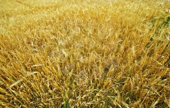 wheat field and sky in Crimea, wheat field