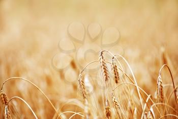 wheat field  in Crimea, golden wheat field
