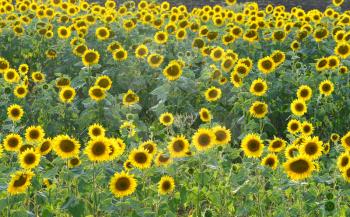 sunflower field and blue sky in Ukraine