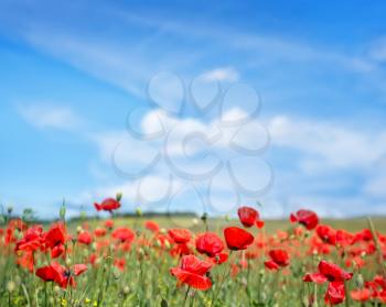 poppies field