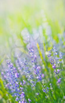 lavender field, summer field, beautiful floers in field