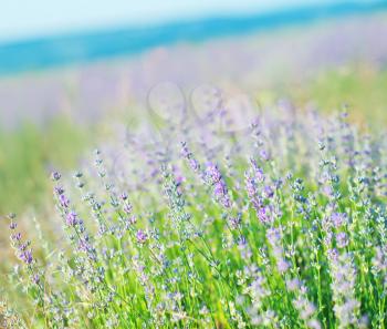 lavender field, summer field, beautiful floers in field