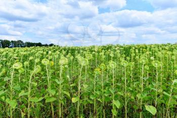 sunflower field and sky in Ukraine, summer field