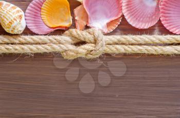 sea shells and rope
