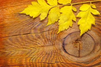 Yellow leaves on the wooden table