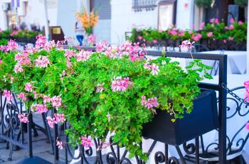Flowerpot with lilac flowers in outdoor cafe