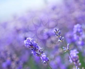 lavender flowers in the Crimea field, lavender field