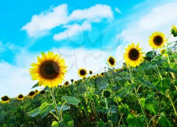 sunflower field and blue sky, summer field