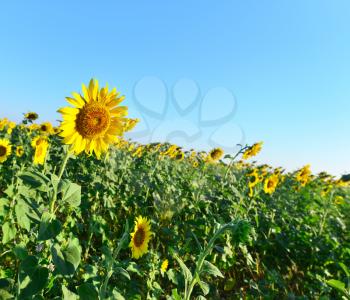 sunflower field and blue sky, summer field