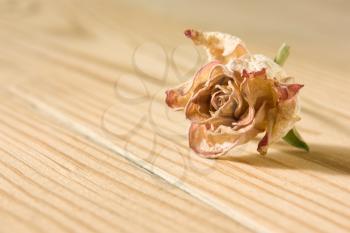 Dried rose flower lies on a textured wooden table diagonal close-up view