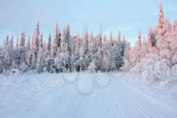 Winter snow-covered road in the snowy forest under a clear blue sky and the sunset light, winter landscape in pastel colors