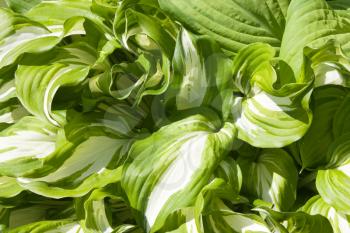 Hosta plant with bright leaves, white and green