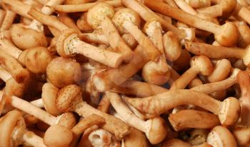 honey agaric mushrooms harvest background
