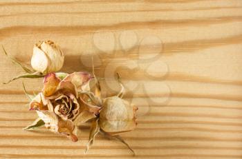 Dried rose flowers lies on a textured rough wooden table top close-up view