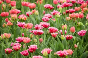 Many beautiful red tulips