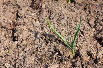 Agricultural industry and new young life in nature concept - small young green plant sprout in dry cultivated brown plowed soil under summer sunlight, closeup view