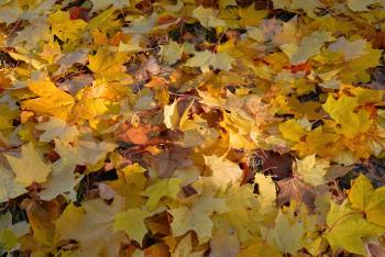Golden autumn background, dry yellow maple leaves on the ground under autumn sunlight