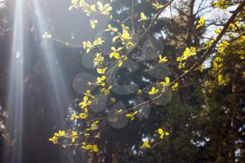 New life in nature concept - tree branches with young green bright leaves under bright spring sunlight beams