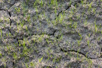 Ecology problems and new young life in nature concept - small young green grass sprouts in dry cracked sandy soil under sunlight, closeup view