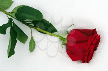Valentine's day concept: One red rose in the white snow closeup view