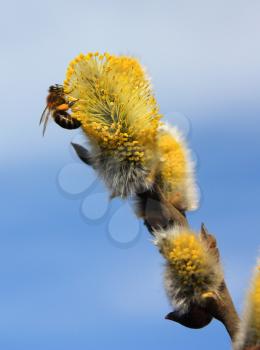 Bee on yellow willow flowers on a background of the blue sky close-up view, shallow depth of field