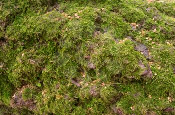 Green moss closeup view, natural background
