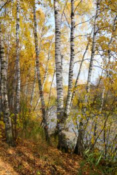 Birch grove on the lakeside of forest lake in the yellow autumn forest under sunlight, natural landscape