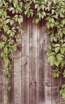 Wooden fence covered in natural ivy vines frame. Toning effect done with a vintage retro Instagram style filter