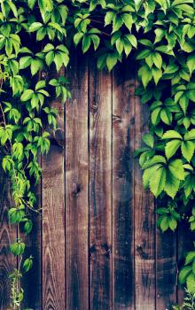 Wooden fence covered in natural ivy vines frame. Toning effect done with a vintage retro Instagram style filter