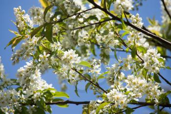 Flowers of the bird-cherry blossoms on tree branches with green leaves against the blue sky