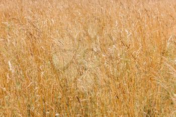Natural bright agriculture background - yellow cereal grass under bright sunlight growing in a farm field, closeup
