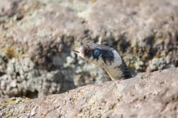 Head of the grass snake in a crevice between the stones