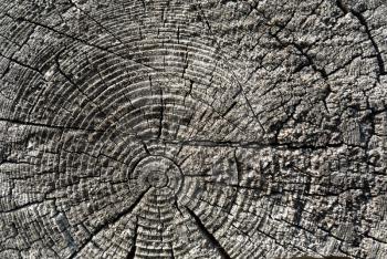 Timber industry natural abstract background: rough surface of gray sawed weathered wood log end with growth rings, cracks, splits and scratchs closeup