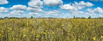 Summer natural agricultural field panoramic landscape: beautiful meadow with yellow wildflowers under summer blue sky with white clouds under bright summer sunlight near village panorama landscape
