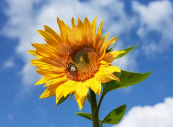 Beautiful bright yellow sunflower with bumblebee under the summer blue sky with clouds under bright sunlight with yellow petals and green leaves closeup view.