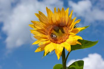 Beautiful bright yellow sunflower with bumblebee under the summer blue sky with clouds under bright sunlight whith yellow petals and green leaves close-up view