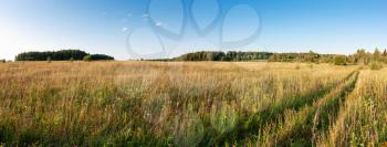 Summer natural agricultural field landscape - beautiful meadow with grass and wildflowers and country road under clear summer blue sky under bright summer sunlight panoramic landscape