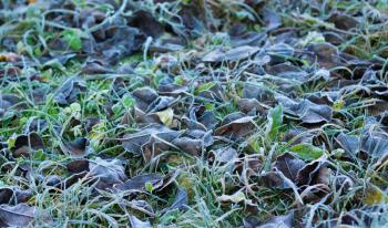 Grass and dead leaves in frost covered with hoarfrost in cold season, shallow depth of field, selective focus.
