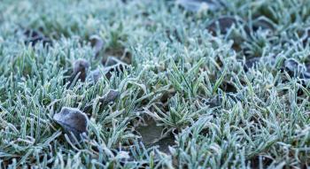 Green grass with leaves covered with hoarfrost in cold season closeup macro view, shallow depth of field, selective focus.
