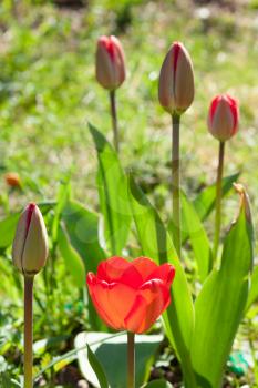 Beautiful red tulips against green foliage background in bright sunlight at spring day, closeup view with shallow depth of field.
