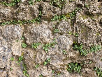 Old stone wall with plants growing in cracks made with natural aged stones closeup view texture background