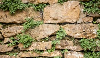 Old stone wall with plants growing between bricks made with yellow aged stones closeup view texture background