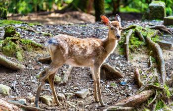 Young sika deer in Nara Park - Japan