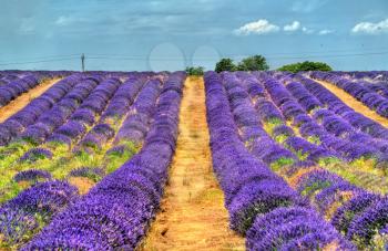 View of a lavender field in Provence, France
