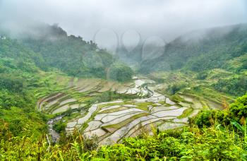 Banaue Rice Terraces in the rain. Luzon Island, Philippines. UNESCO world heritage site.
