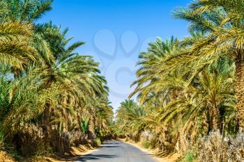 Road through an oasis in Tamacine - Algeria, North Africa