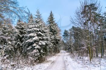Winter forest in the Swabian Jura, a mountain range in Germany