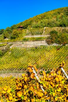 Rheingau vineyards at Assmannshausen in the Upper Middle Rhine Valley in autumn. Germany