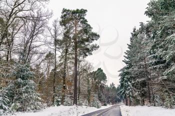 Road in the Vosges mountains in winter. Bas-Rhin department - Alsace, France