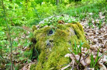 Moss and white flowers in the Palatinate Forest in spring. Palatinate Forest-North Vosges Biosphere Reserve, Germany
